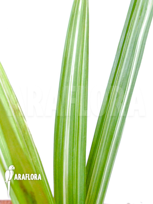 Cyperus alternifolius variegata