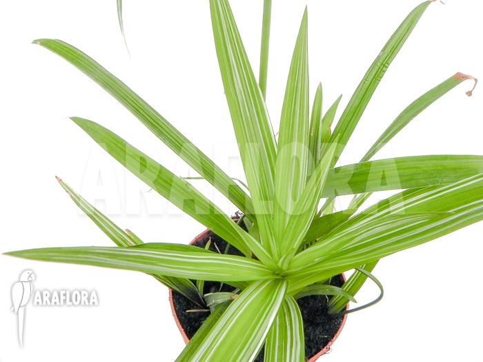 Cyperus alternifolius variegata