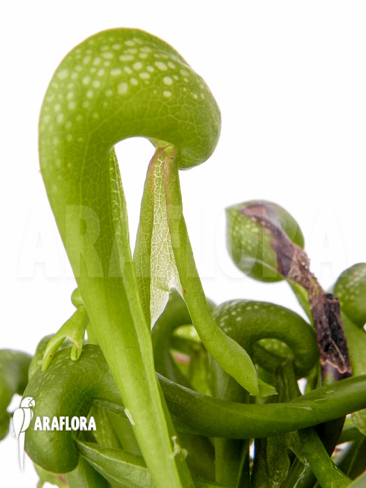 Darlingtonia californica Long Fang