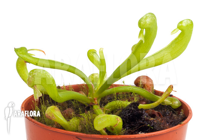 Darlingtonia californica ‘S’