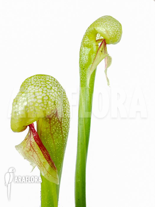 Darlingtonia californica ‘XXL’