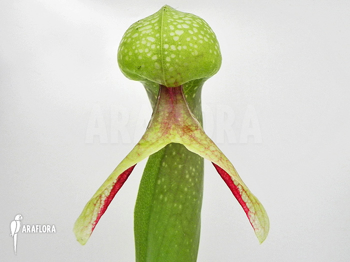 Darlingtonia californica ‘XXL’
