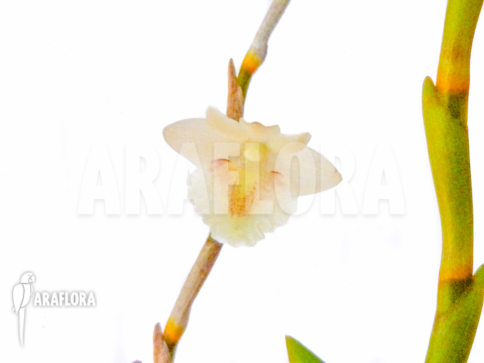 Dendrobium acinaciforme