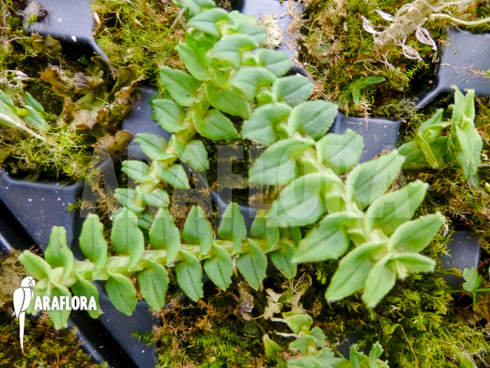 Dendrobium dichaeoides Starter