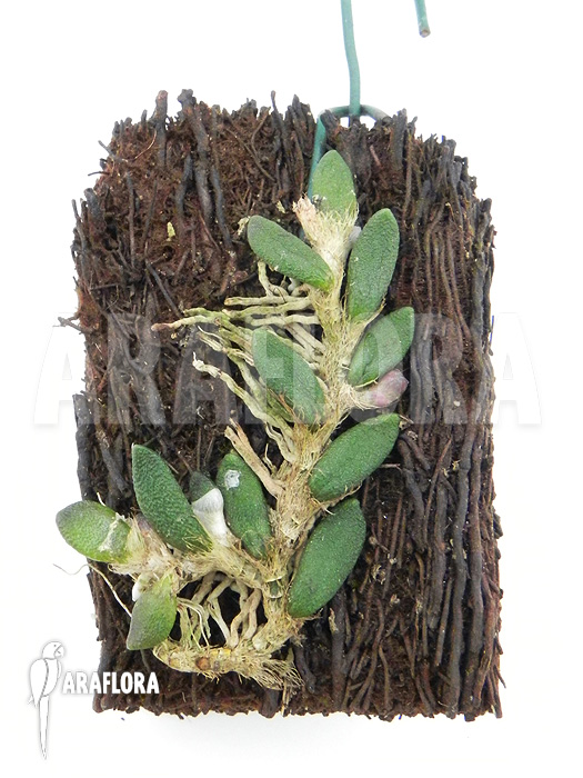 Dendrobium lichenastrum