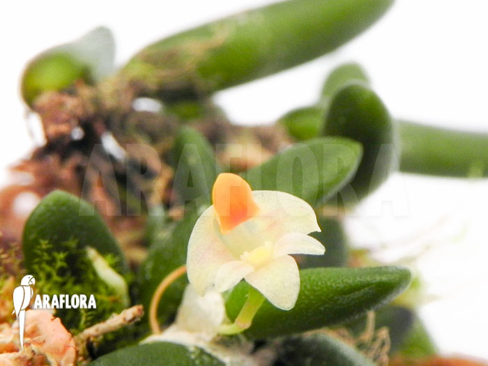 Dendrobium lichenastrum flower