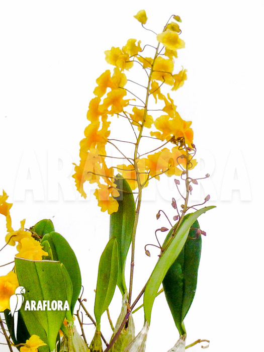 Dendrobium lindleyi ‘Aggregatum’