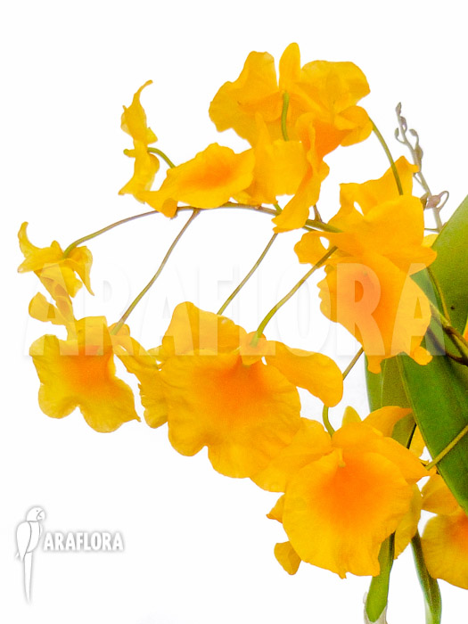 Dendrobium lindleyi ‘Aggregatum’