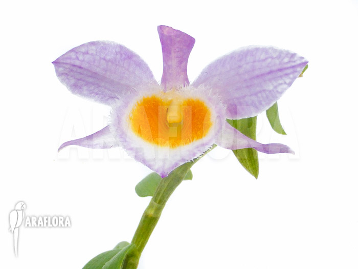 Dendrobium loddigesii flower