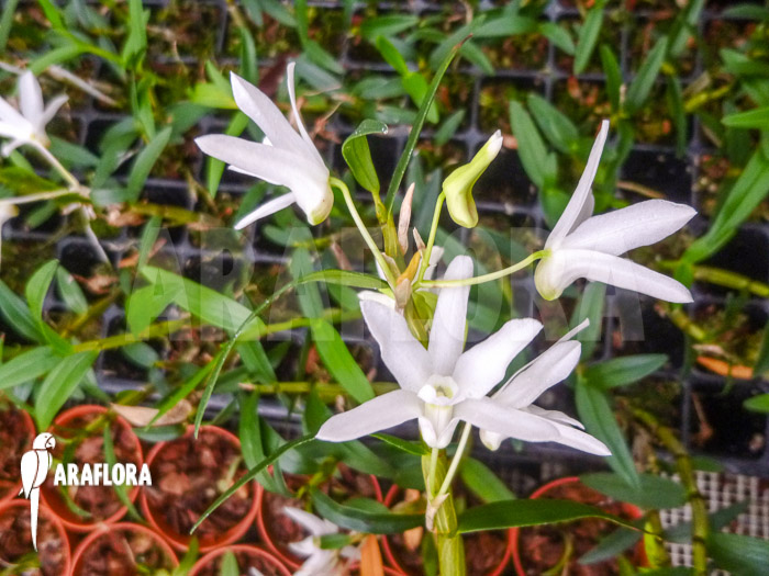 Dendrobium moliniforme