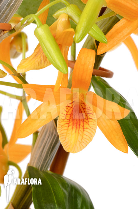 Dendrobium x Nobile Orange