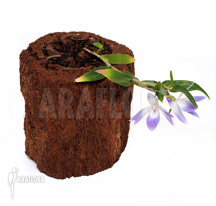 Dendrobium victoriae-reginae