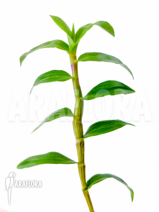 Dendrobium victoriae-reginae Starter