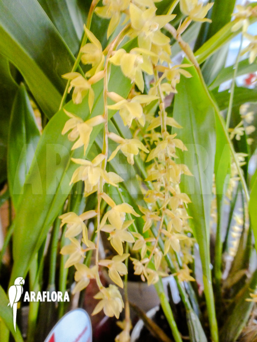 Dendrochilum abbreviatum