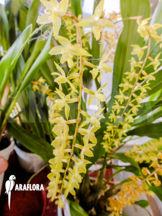 Dendrochilum abbreviatum