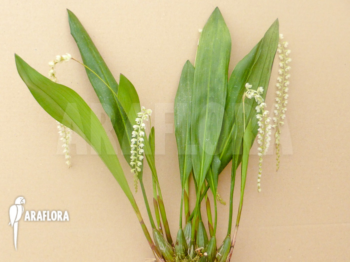 Dendrochilum cobbianum