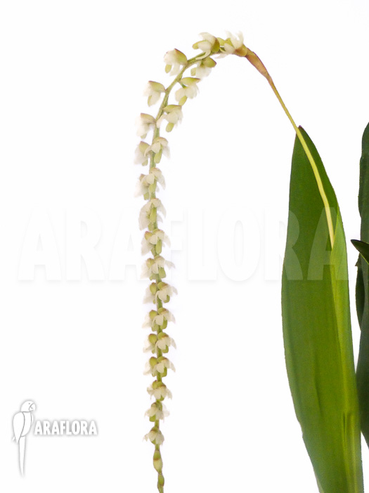 Dendrochilum cobbianum