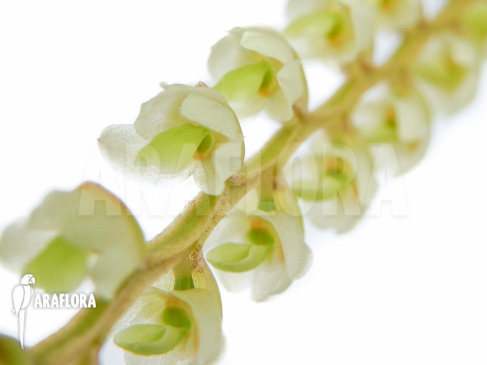 Dendrochilum cobbianum flower