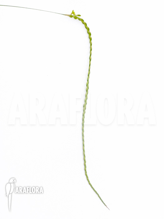 Dendrochilum filiforme Starter