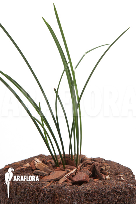 Dendrochilum luzonica ‘Starter’