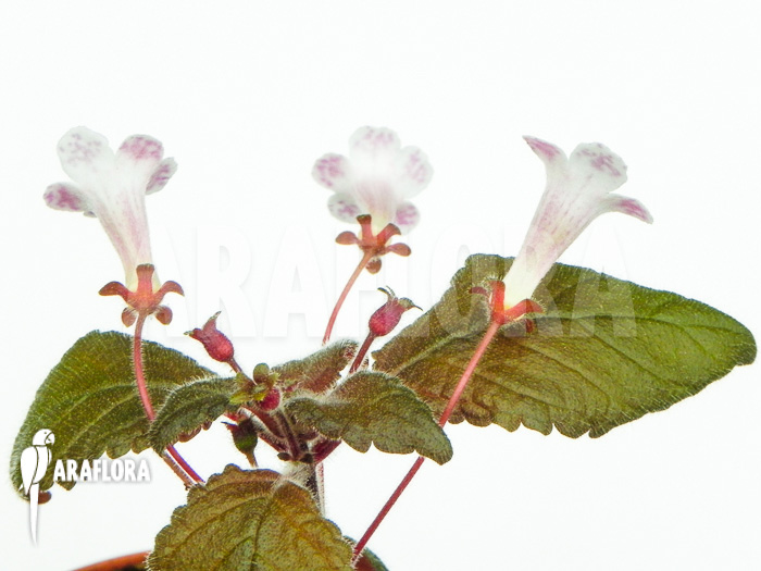 Diastema vexans flower