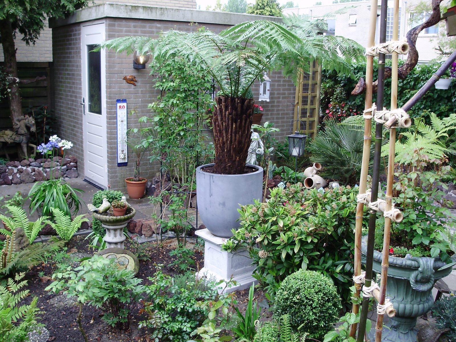 Dicksonia antarctica Garden