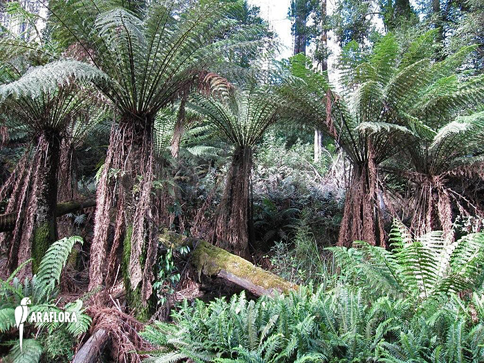 Dicksonia antarctica treefernc