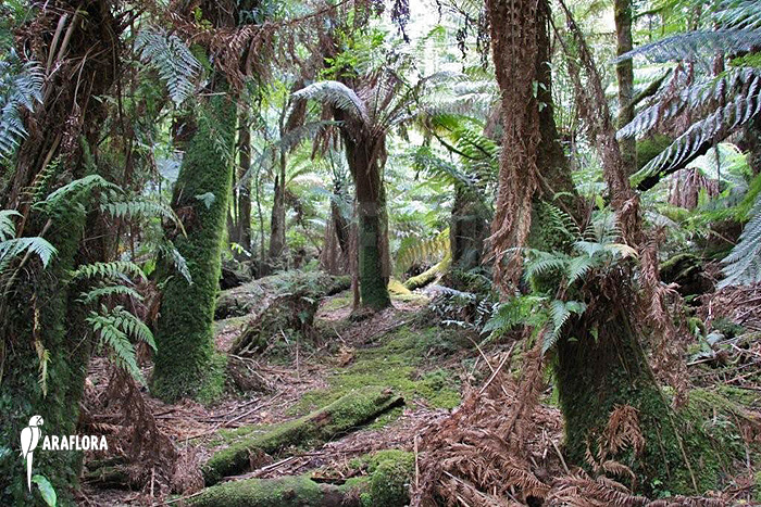 Dicksonia-ferntree-3