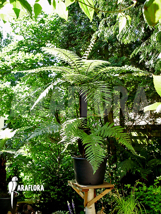 Dicksonia squarossa in garden