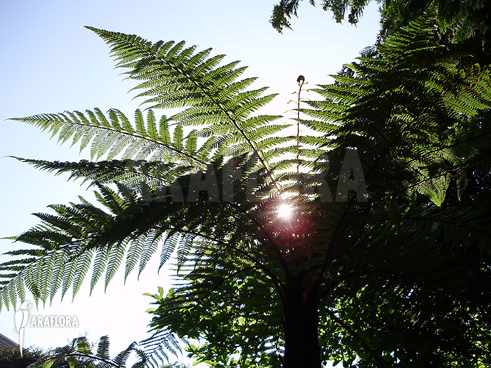 Dicksonia squarossa in garden