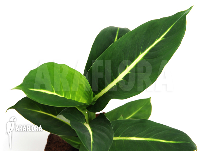 Dieffenbachia x sterling
