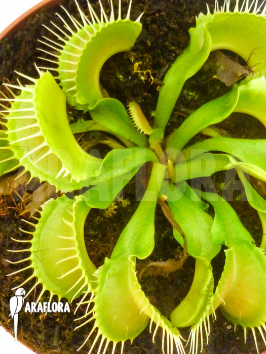 Dionaea muscipula Acer