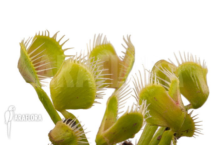 Dionaea muscipula ‘Airback’