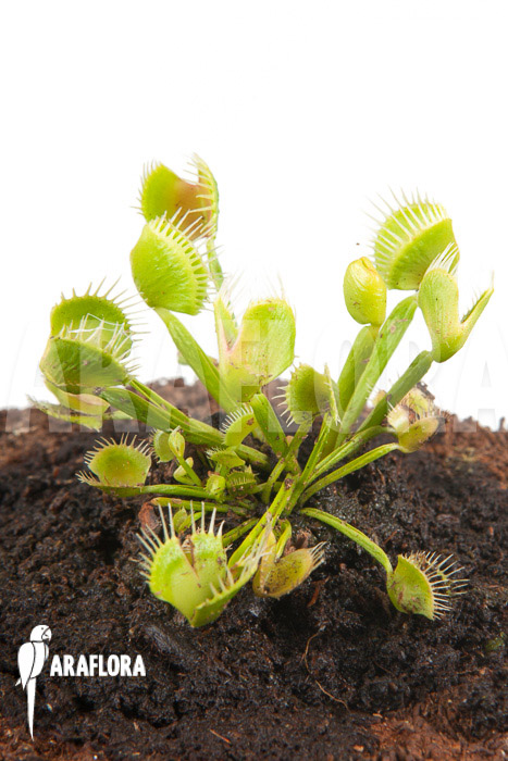 Dionaea muscipula ‘Airback’
