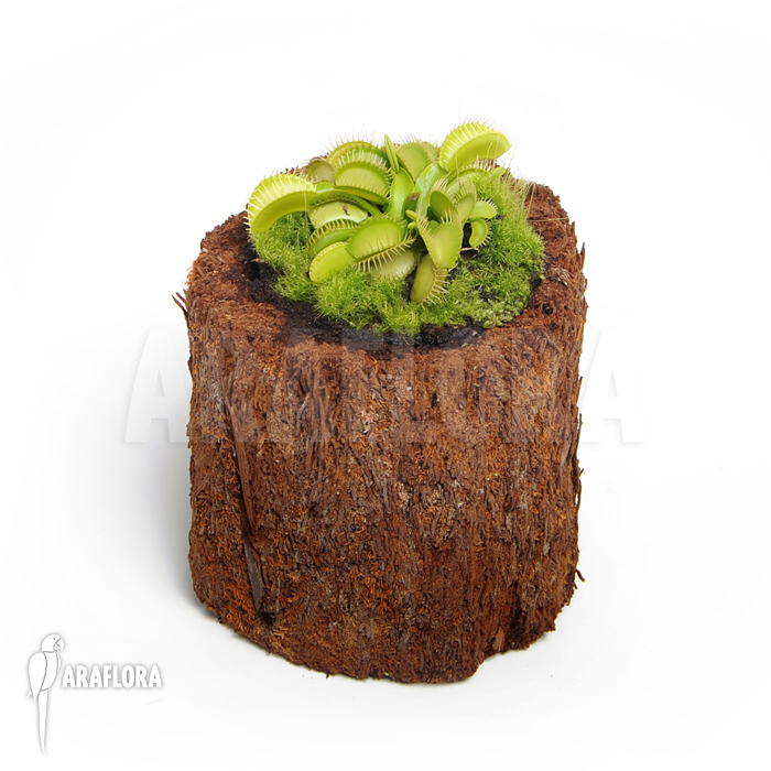 Dionaea muscipula ‘All green’