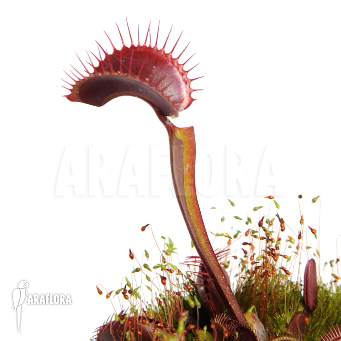 Dionaea muscipula ‘All red’