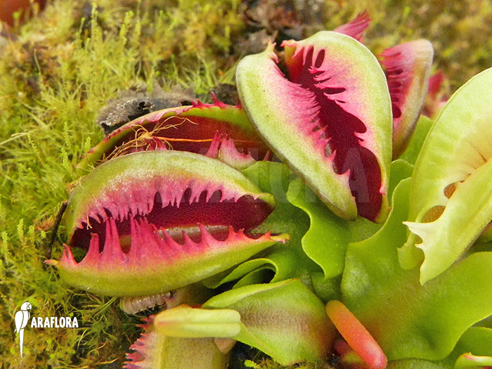 Dionaea muscipula ‘Anamone’