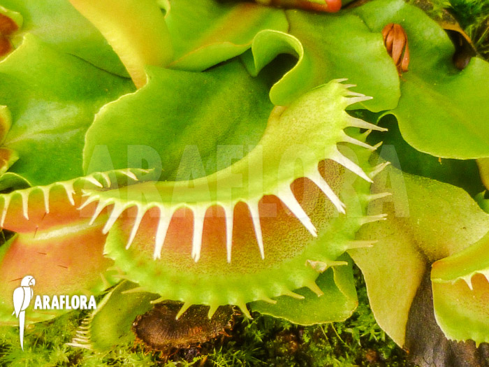 Dionaea muscipula ‘Assher’