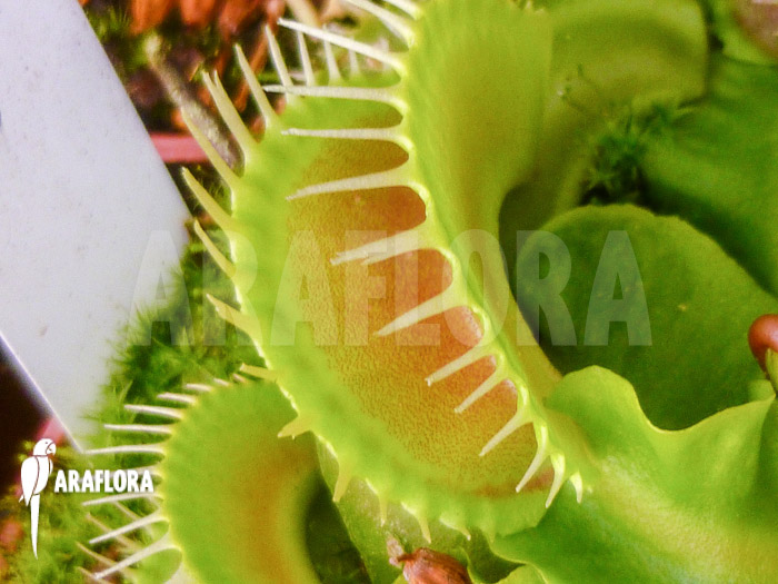 Dionaea muscipula ‘Assher’