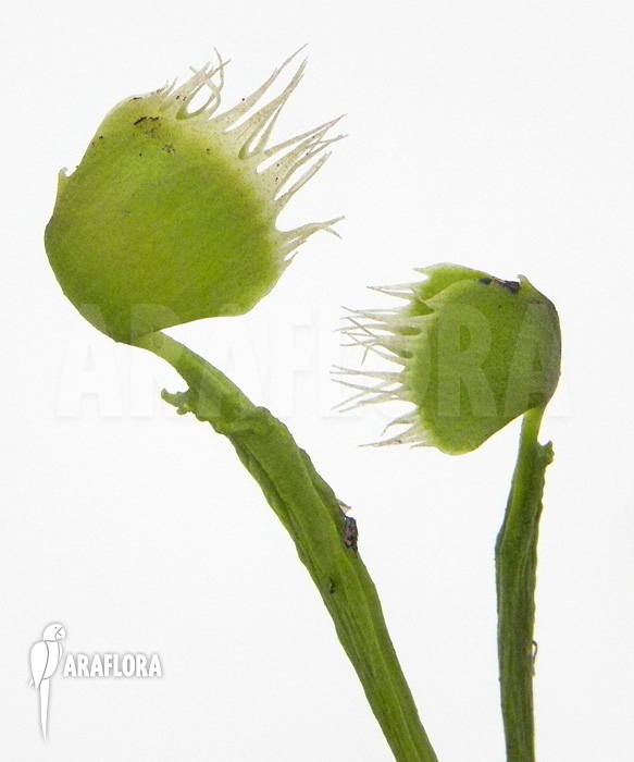 Dionaea muscipula ‘Australian Cup’
