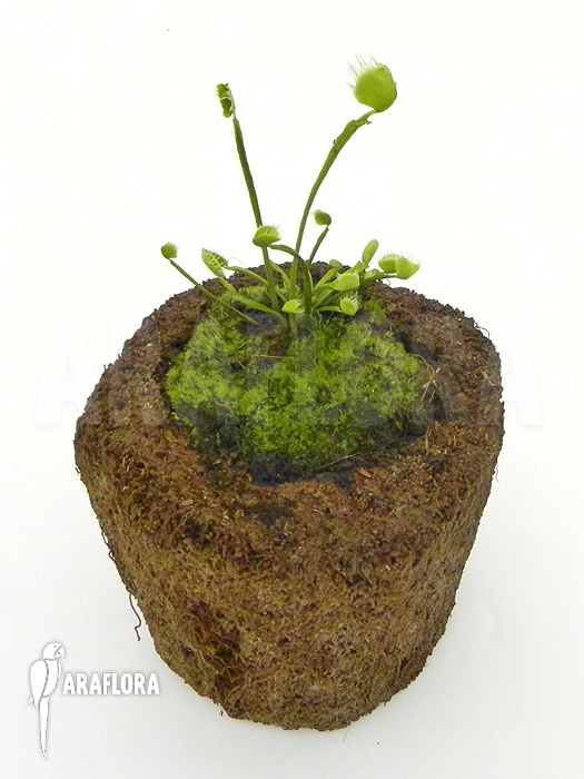 Dionaea muscipula ‘Australian Cup’