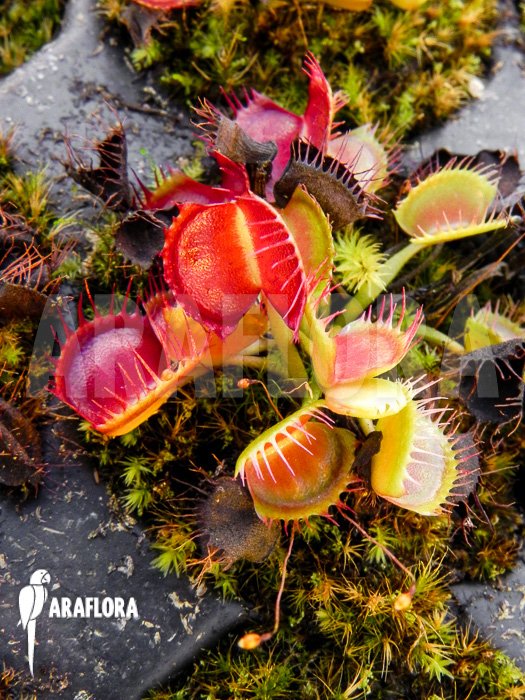 Dionaea-muscipula-Australian-Cup-starter-2