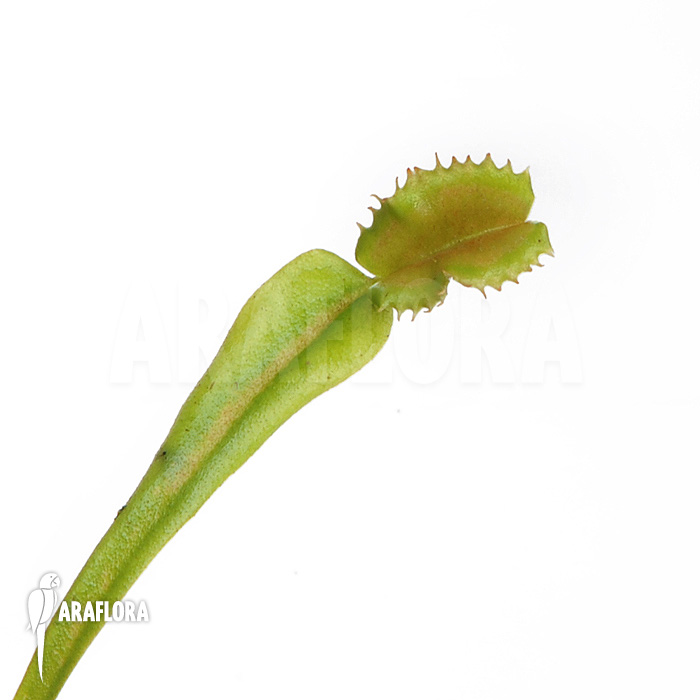 Dionaea muscipula ‘Avator’