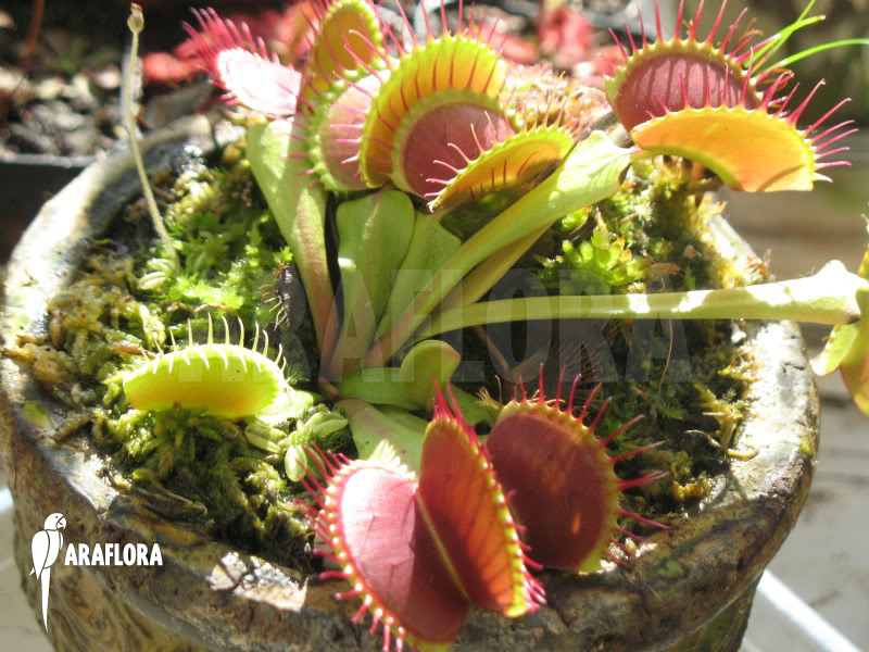 Dionaea muscipula ‘B-52’