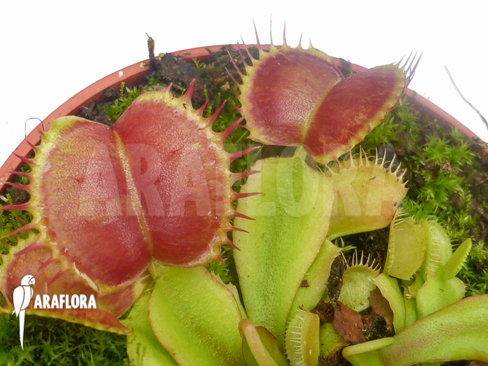 Dionaea muscipula Backtrack