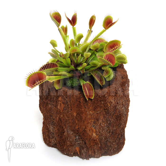 Dionaea muscipula ‘Beauty star’