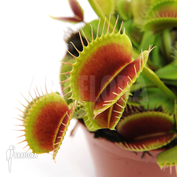 Dionaea muscipula ‘Beauty star’ ‘S’