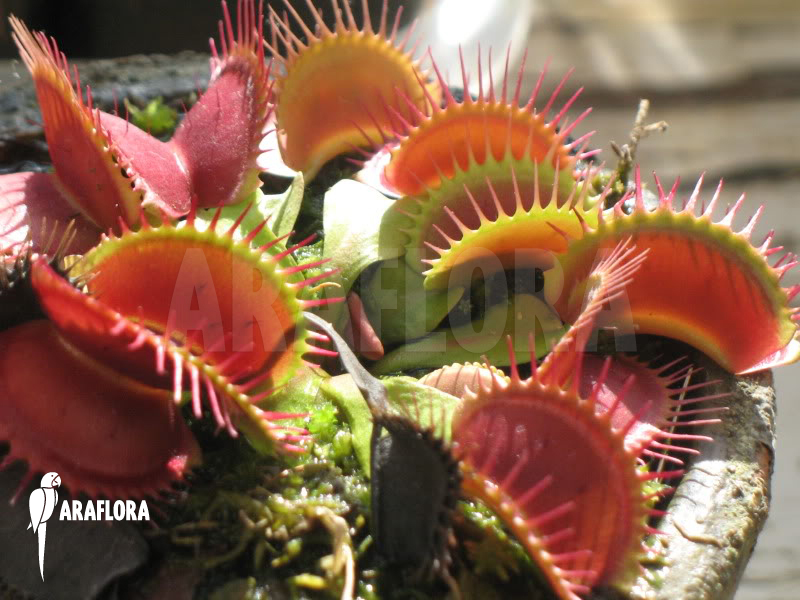 Dionaea muscipula ‘Big Mouth’