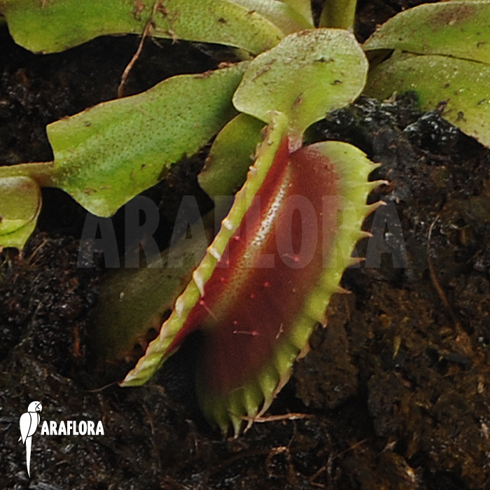 Dionaea muscipula ‘Bitter moon’