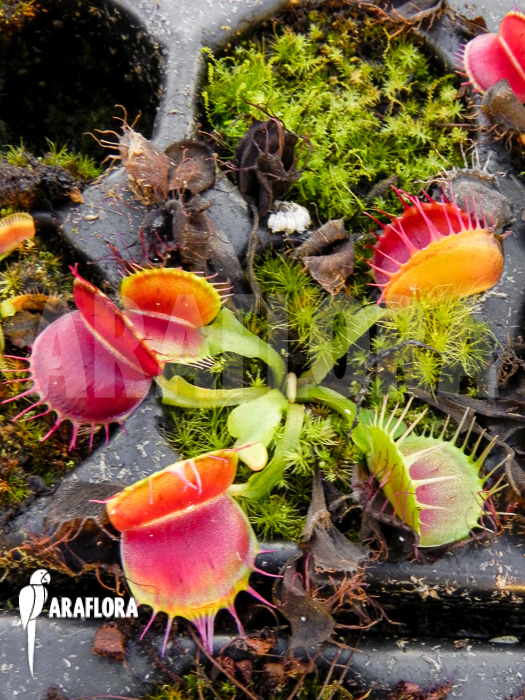 Dionaea muscipula ‘Bloody square’ Starter
